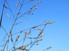 (Switch Grass) fruit