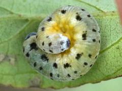 Sawfly larva on Gray Dogwood