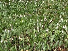 (White Trout Lily) colony