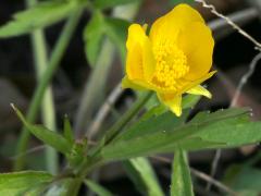 (Hispid Buttercup) flower