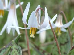 (White Trout Lily)