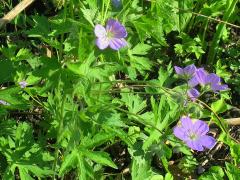 (Wild Geranium)