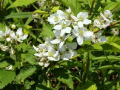 (Common Blackberry)