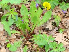 (Common Dandelion)