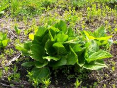 (Skunk Cabbage)