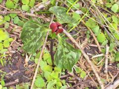 (Red Trillium)