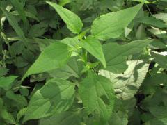 (White Snakeroot)