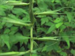 (Bottlebrush Grass)