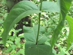 (Upland Boneset) leaves