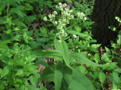 (Upland Boneset) plant