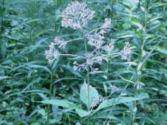 (Purple Joe Pye Weed)