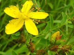 (St. John's Wort)