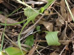 (Pasture Thistle) hillii