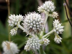 (Rattlesnake Master)