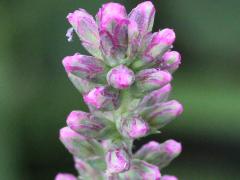 (Marsh Blazing Star)