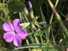 (Marsh Phlox)