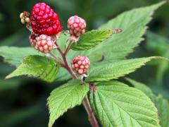 (Common Blackberry) fruit