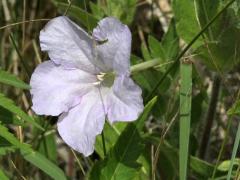 (Wild Petunia)