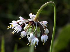 (Nodding Wild Onion)