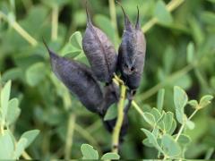 (Blue False Indigo)