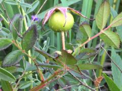 (Pasture Rose) fruit