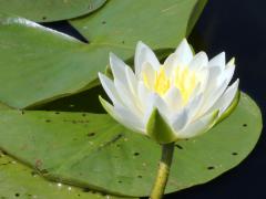 (Fragrant Water Lily)