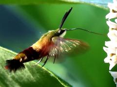 Hummingbird Clearwing hovers on Common Milkweed