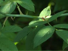 (Illinois Rose) stipules