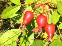 (Pasture Rose) fruit