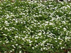 (False Rue Anemone) colony