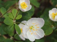 (False Rue Anemone)