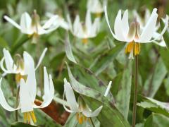 (White Trout Lily)