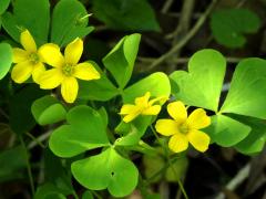 (Tall Wood Sorrel)