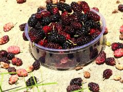 (White Mulberry) fruit