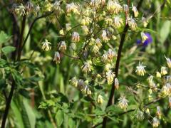 (Purple Meadow Rue) male