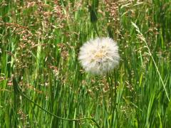 (Common Goat's Beard) fruit