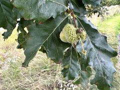 (Swamp White Oak) branch