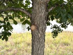 (Swamp White Oak) trunk