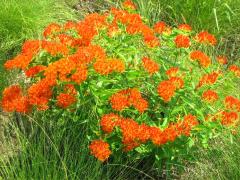 (Butterfly Milkweed)