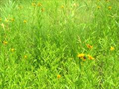 (Prairie Coreopsis)