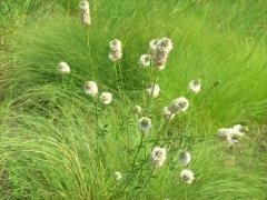 (White Prairie Clover)