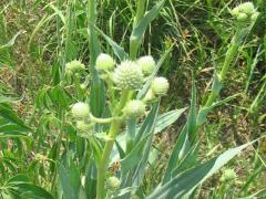 (Rattlesnake Master)