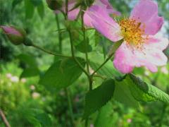 (Illinois Rose) flowers