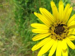 (Compass Plant) inflorescence