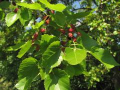 (White Mulberry) fruit