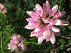 (Crown Vetch) flower