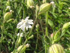 (White Campion)