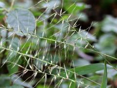 (Bottlebrush Grass)