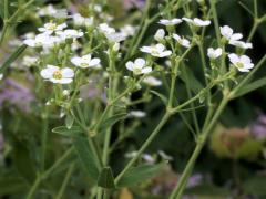 (Flowering Spurge)