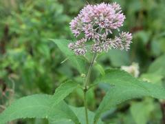 (Purple Joe Pye Weed)